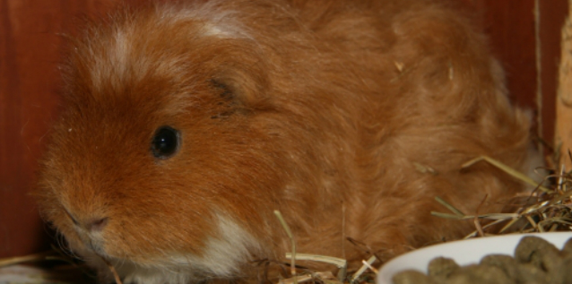 ginger-2 ain distress.jpg